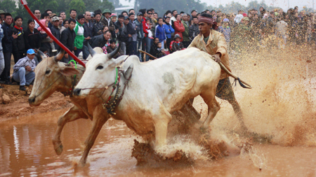 Sáng 21-11, đông đảo người dân được chiêm ngưỡng màn đua bò Bảy Núi đầy kịch tính.